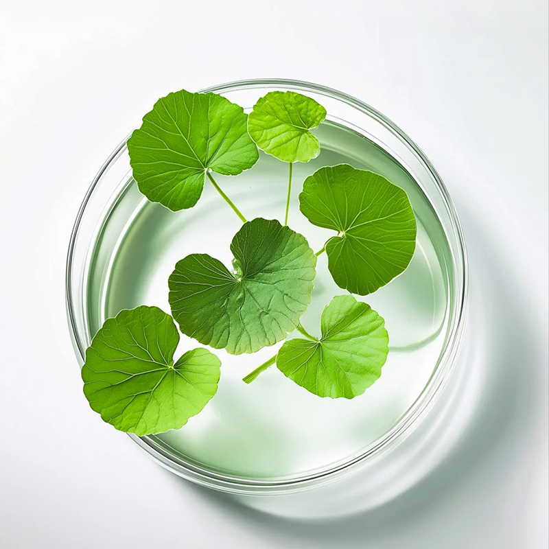 Centella Asiatica Extract