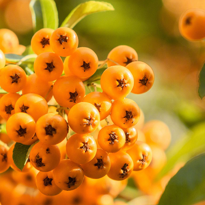 Sea Buckthorn Fruit Oil